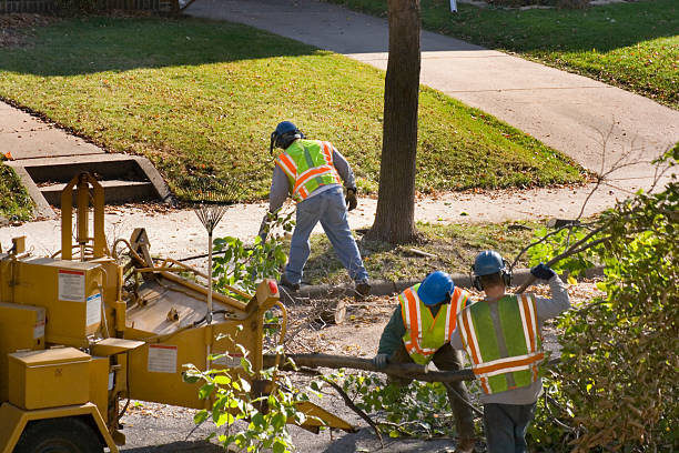 Best Palm Tree Trimming  in Newport, WA